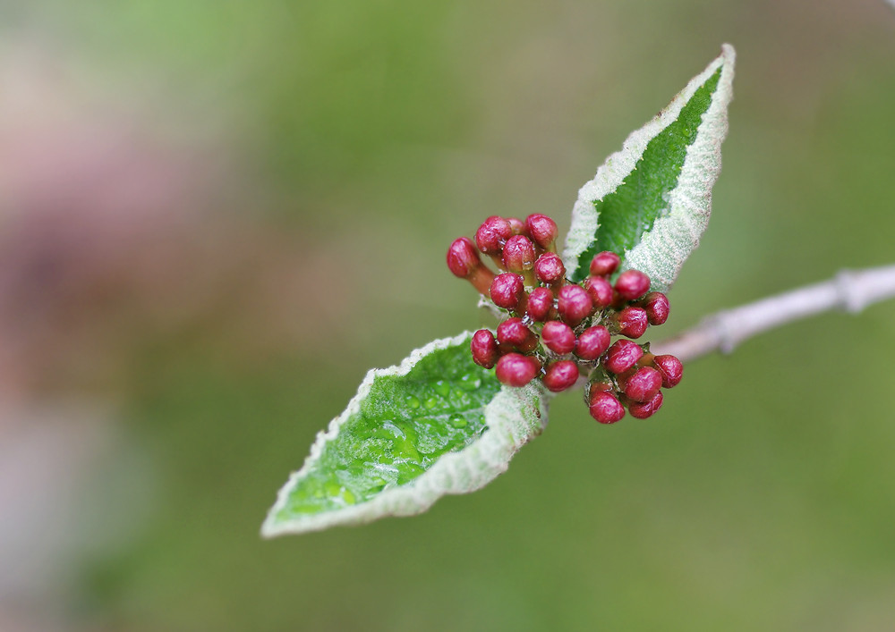 チョウジガマズミ 広池学園キャンパス ２ 妖精からの贈物