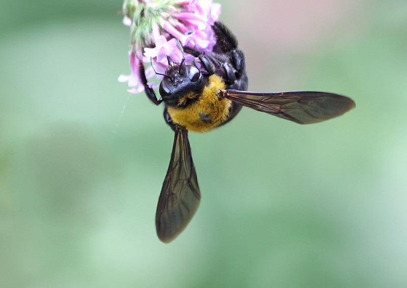 蜂 蜂 蜂 妖精からの贈物