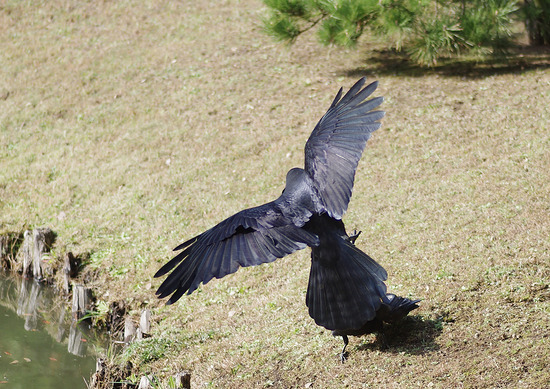 ¥Ï¥·¥Ö¥È¥¬¥é¥¹