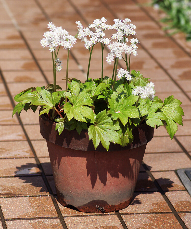 この5ヶ月 タンチョウソウ ３月下旬 妖精からの贈物