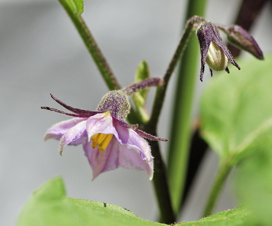 美味しいナスと綺麗な花 : 妖精からの贈物 