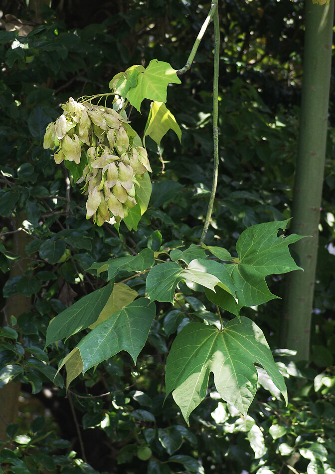 アオギリの実 妖精からの贈物