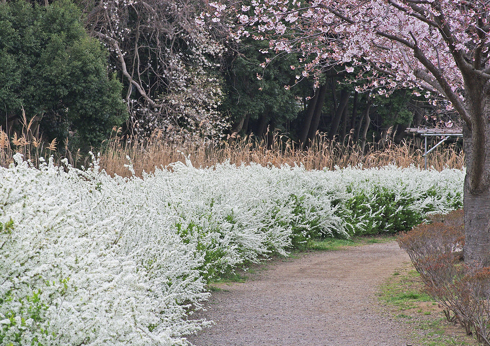 満開のユキヤナギ 根木内歴史公園 妖精からの贈物