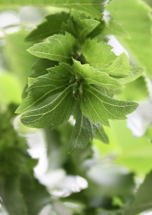 イヌシデなど ご近所散策 妖精からの贈物