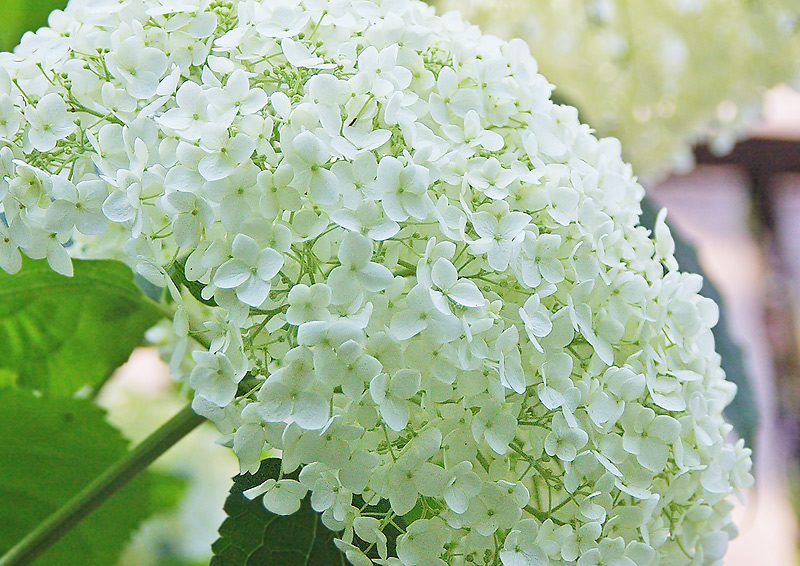 白い紫陽花 二種 妖精からの贈物