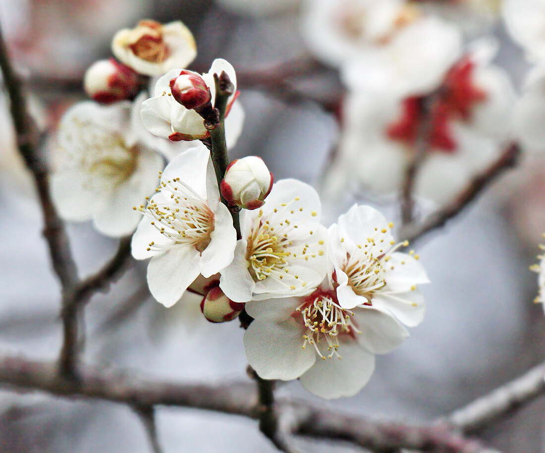 春を告げる花たち ２月末日 妖精からの贈物