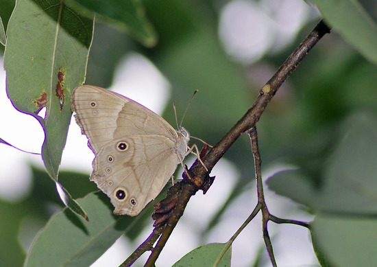 ¥Ò¥«¥²¥Á¥ç¥¦