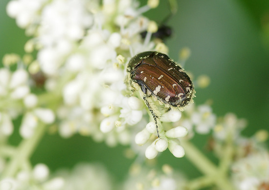 ¥³¥¢¥ª¥Ï¥Ê¥à¥°¥ê