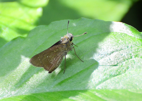 ¥Á¥ã¥Ð¥Í¥»¥»¥ê