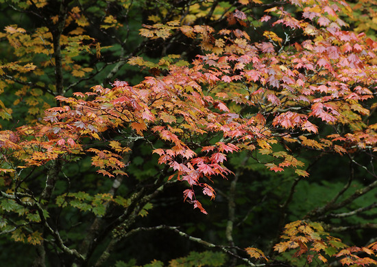 ¥ª¥ª¥¤¥¿¥ä¥á¥¤¥²¥Ä