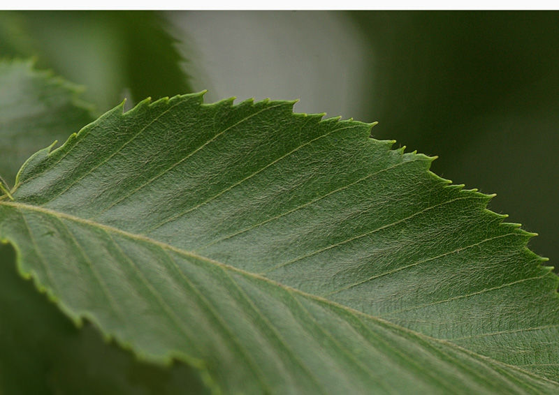 イヌシデなど ご近所散策 妖精からの贈物