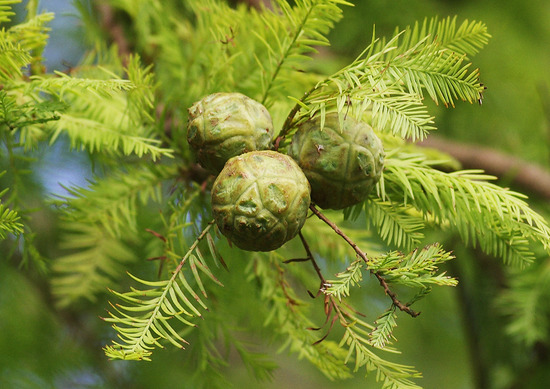 ¥é¥¯¥¦¥·¥ç¥¦