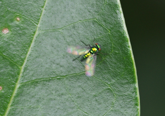 ¥¢¥·¥Ê¥¬¥Ð¥¨