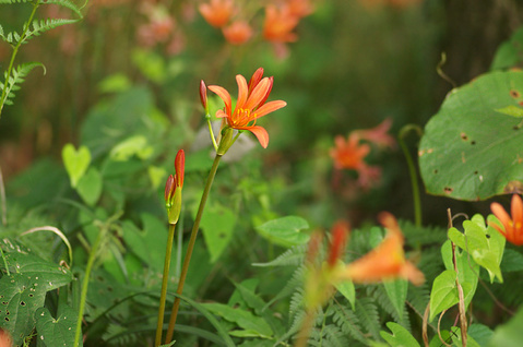 ���ĥͥΥ��ߥ���