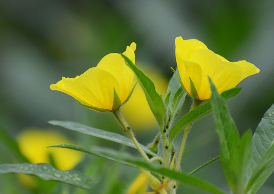 ¥ª¥ª¥Ð¥Ê¥ß¥º¥¥ó¥Ð¥¤