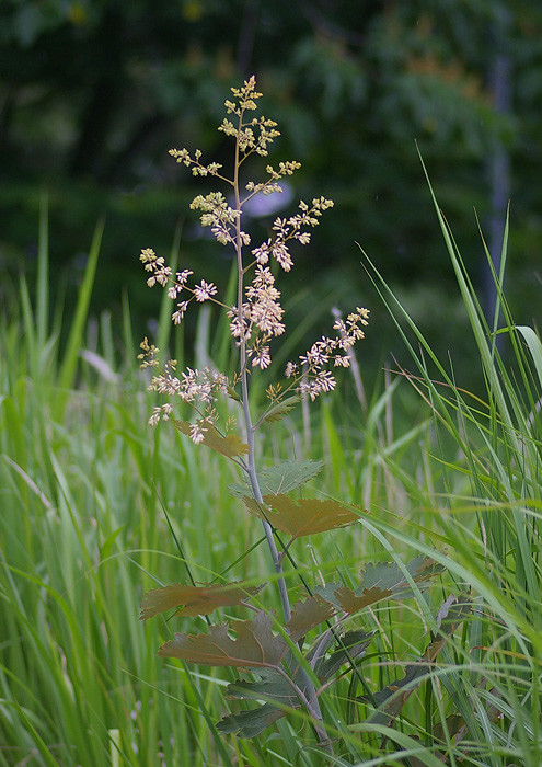 竹煮 竹似 のタケニグサ 妖精からの贈物