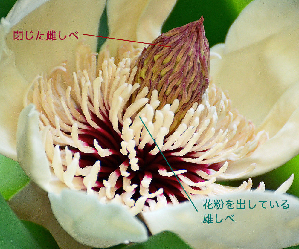 やっと ホオノキの花 妖精からの贈物 やっと ホオノキの花 妖精からの贈物