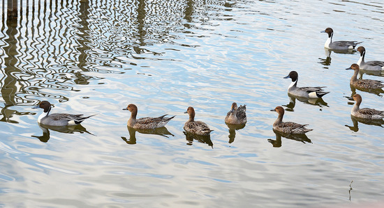 ¥ª¥Ê¥¬¥¬¥â