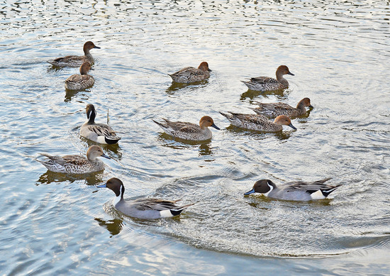 ¥ª¥Ê¥¬¥¬¥â