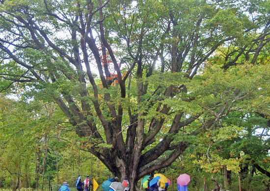 ¥ß¥º¥Ê¥éµðÌÚ