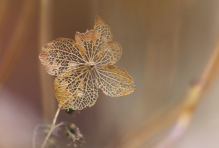 萼紫陽花の装飾花 妖精からの贈物