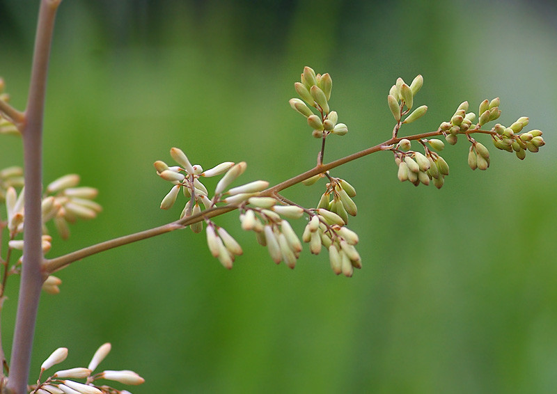 竹煮 竹似 のタケニグサ 妖精からの贈物