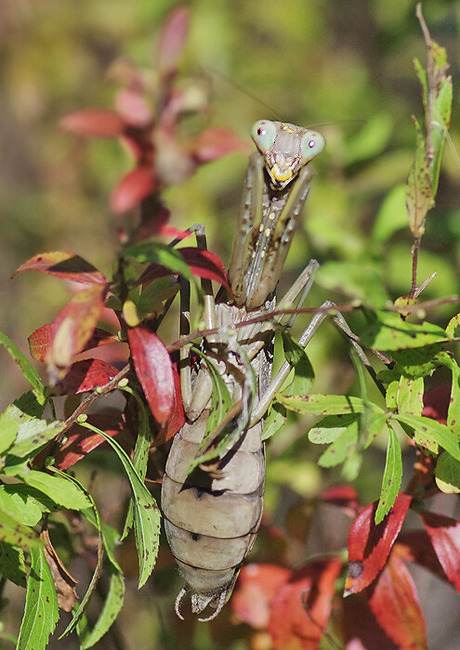 ¥Ï¥é¥Ó¥í¥«¥Þ¥¥ê