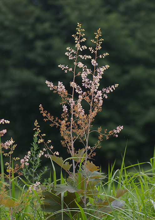 竹煮 竹似 のタケニグサ 妖精からの贈物