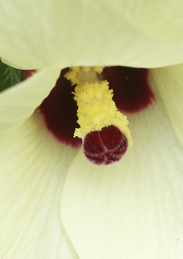 野菜の花４種 妖精からの贈物