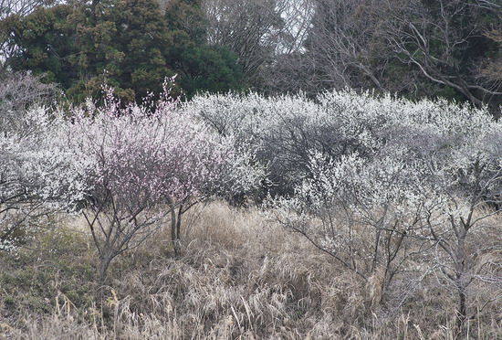 ¥¦¥á