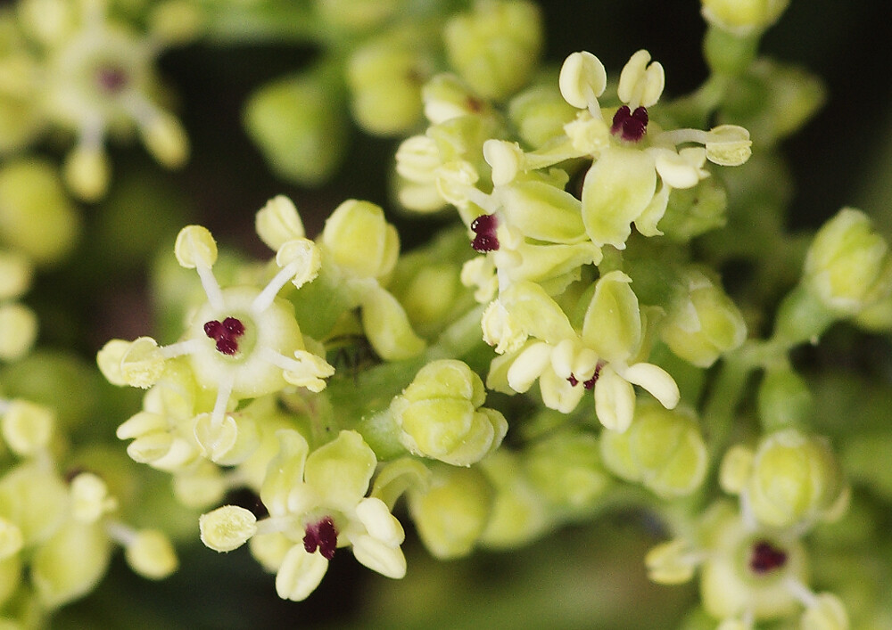 妖精からの贈物 22年04月22日