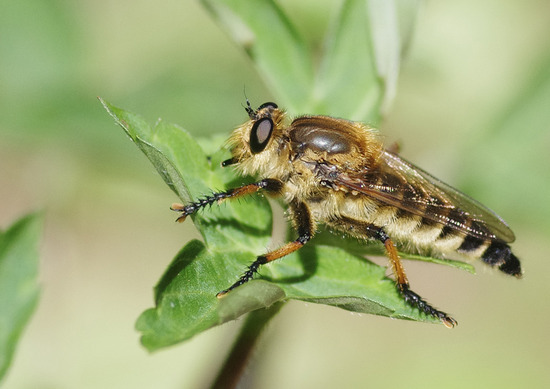 ¥·¥ª¥ä¥¢¥Ö