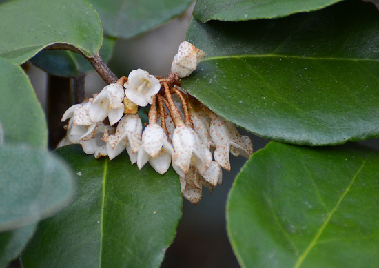 ¥Ê¥ï¥·¥í¥°¥ß