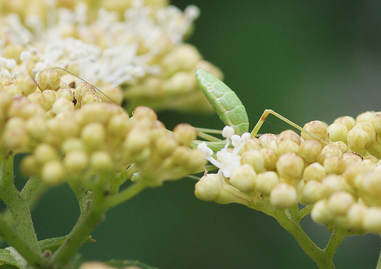 ¥Ï¥é¥Ó¥í¥«¥Þ¥¥êI