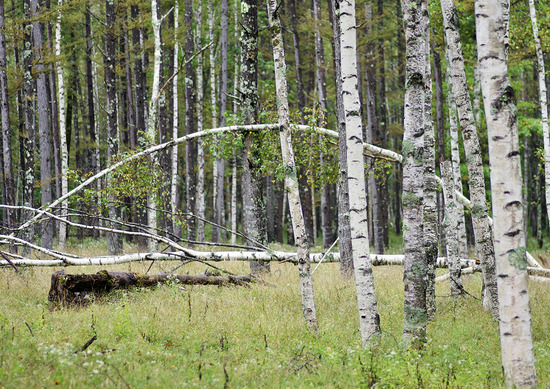 ¥·¥é¥«¥ÐÎÓ