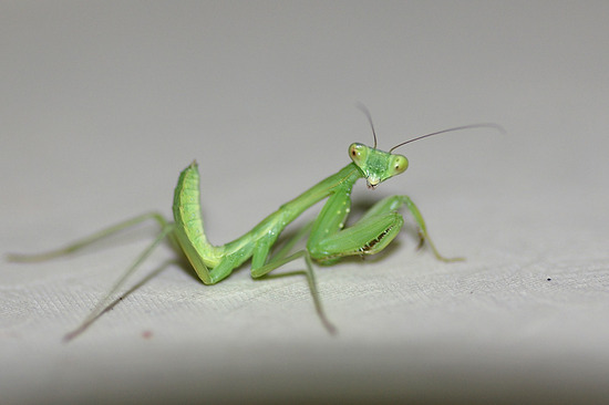 ¥Ï¥é¥Ó¥í¥«¥Þ¥¥ê¤ÎÍÄÃî