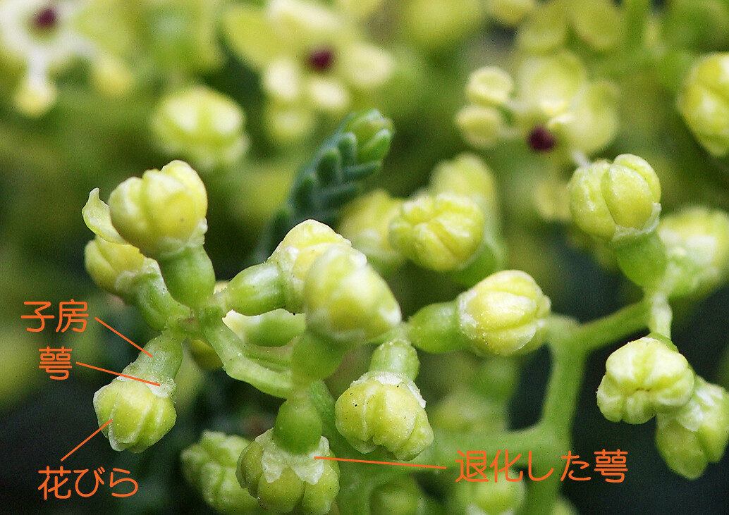 妖精からの贈物 22年04月22日