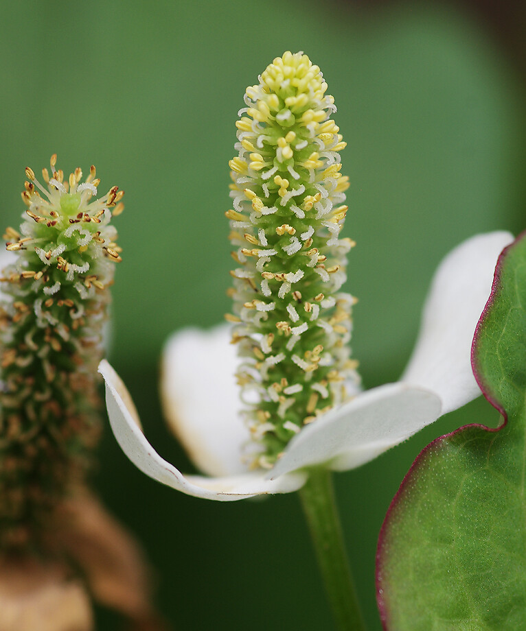 庭のドクダミとヤエドクダミ 緑ドクダミも 6月 妖精からの贈物 庭のドクダミとヤエドクダミ 緑ドクダミも 6月 妖精からの贈物