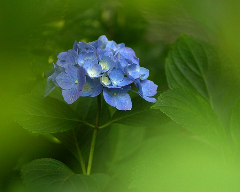 紫陽花いろいろ : 妖精からの贈物