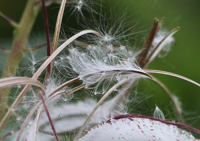 初めて見る果序の姿 箱根湿生花園 ２ 妖精からの贈物