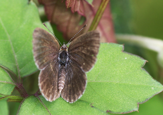 ¥ä¥Þ¥È¥·¥¸¥ß