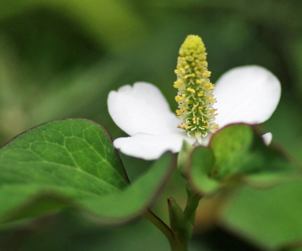 ６月の庭の花 ドクダミなど 妖精からの贈物