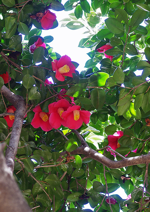 ヤブツバキ 妖精からの贈物