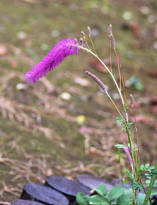 カライトソウなど色鮮やかな花 市川市万葉植物園 ４ 妖精からの贈物