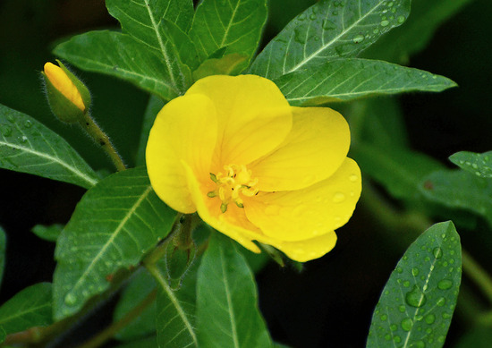 ¥ª¥ª¥Ð¥Ê¥ß¥º¥¥ó¥Ð¥¤