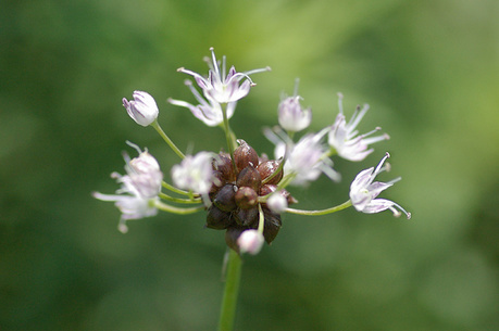 ムカゴの出来たノビル