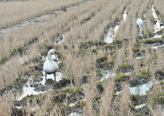 コブハクチョウ