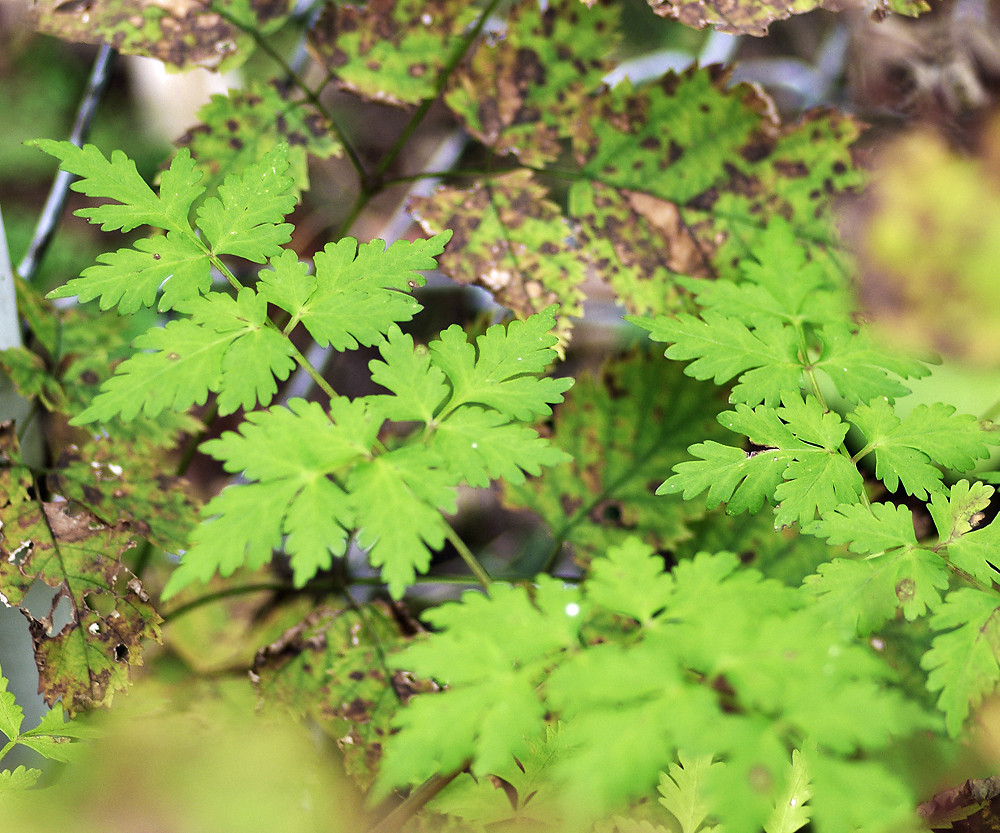 日光植物園 ７ 大型のセリ科の野草 妖精からの贈物