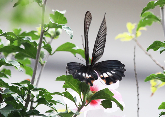 ¥Ê¥¬¥µ¥¥¢¥²¥Ï»ó