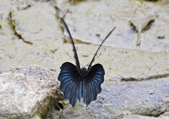 ¥Ê¥¬¥µ¥¥¢¥²¥Ï